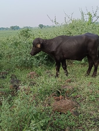 પાડો જાફરાબાદી