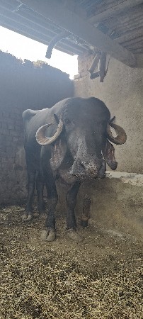 ભેંસ અને ખાડેલી આપવાની છે