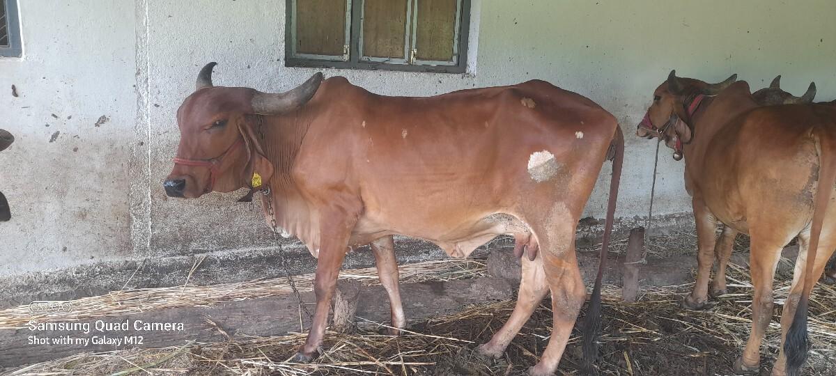 આ ગીર ગાય ગાય વેચવાની છે પાંચ મહિન