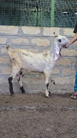 હૈદરાબાદી ગુલાબી મુંડી બકરી