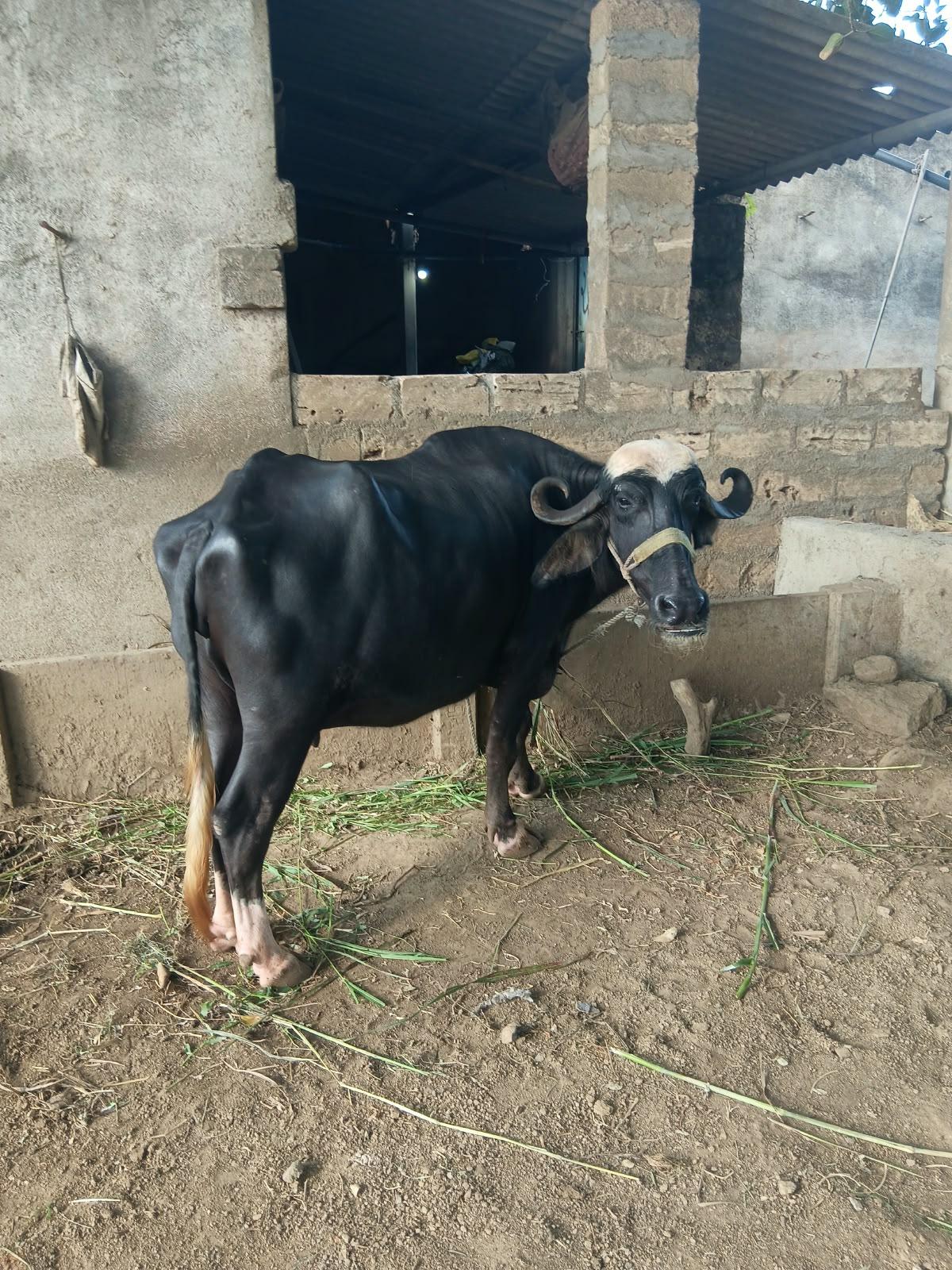 નવ ચંદ્રિ ભેંસ વેચવાની છે.