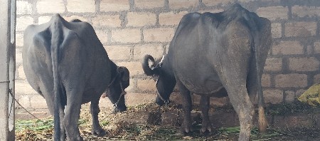 25 દિવસની બે વાર બીજું વેતન