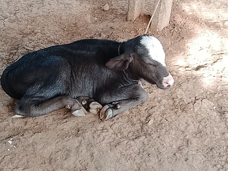 ભેંસ