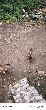 અસીલ મુરઘી વેચવાની છે