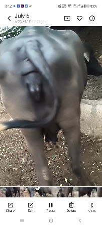 ભેંસ વેચવાની છે