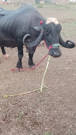 ભેંસ વેચવાની છે દસ દિવસની કાશી છે