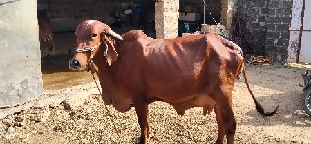 ગીર ગાય આપવાની છે