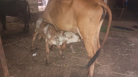 ગીર ગાય વેચવી છે