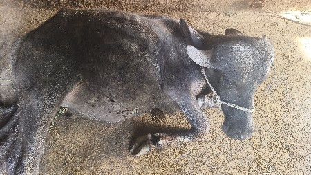 પાડી