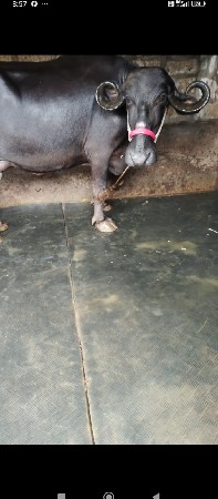 ભેંસ વેચવાની છે