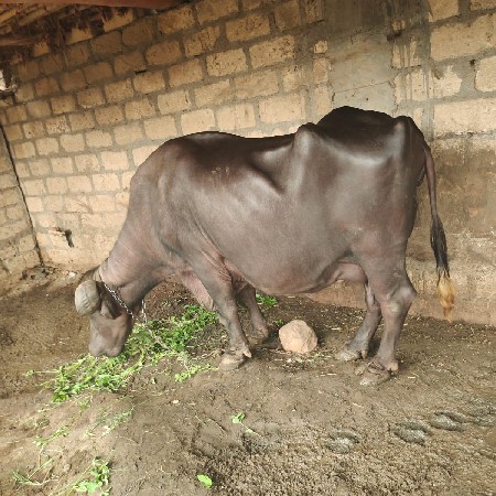 ભેંસ વેચવાની છે