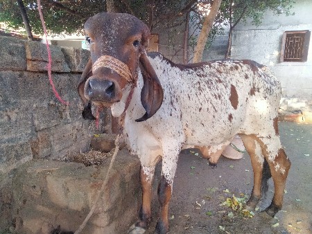 ગીર વાછડો દેવા નો છે