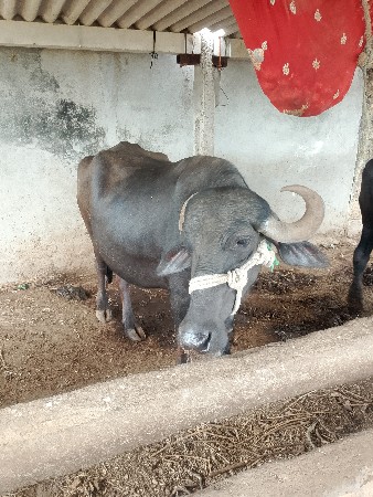 બે ભેંસ વેચવાની છે