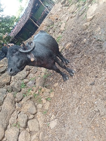 ભેસ બેસવાની છે