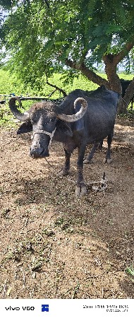 એક મહિનાની કાચી. ચોથું વેતર