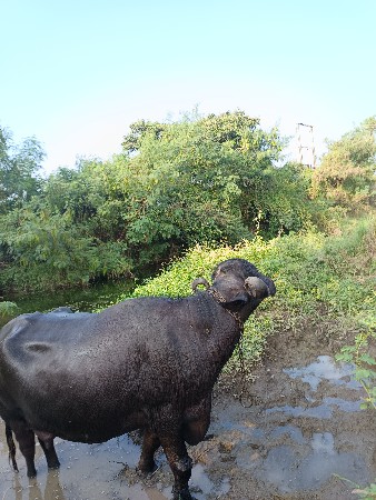 ભેંસ વેચવાની સે