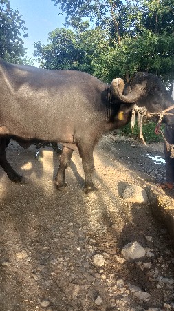 ભેંશ વેચવા ની છે