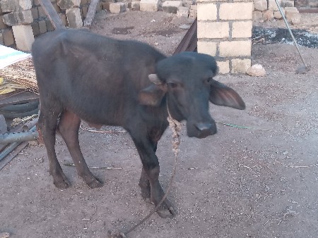 pado