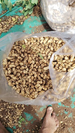 ઓરા માટે મગફળી વેચવાની છે