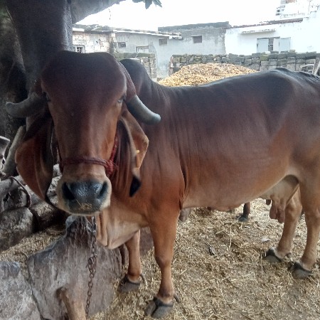 ગાય વેચવા ની છે