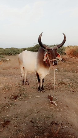 ફર્મા