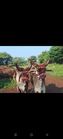 જાબા ગોંઢલા.વેશવાના છે