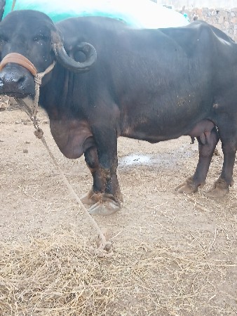 ભેવેસવાનીસે