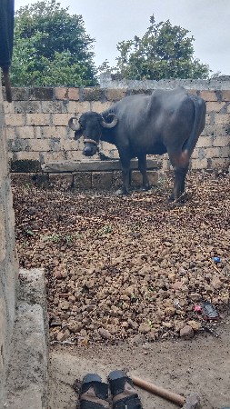 ભેંસ વેચવાની છે