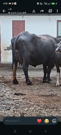 ભેંસ વેચવાની છે