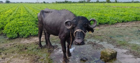 ભેંસ વેચવાની છે