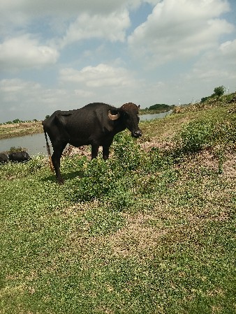 જેમલસીભાઇ