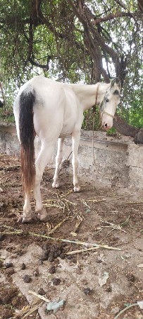 વેચવાનું છે