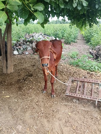 વાસડી નેસના ની છે