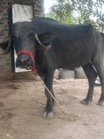 ભેંસ વેચવાની છે