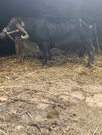 ભેસ વેચવાની છે