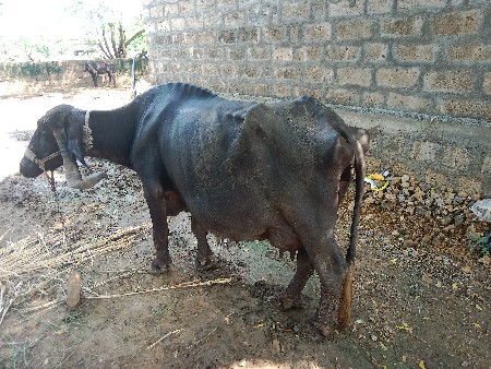 ભેશવેશવાનીશે
પાસવેતરનીશે