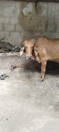 હોરકી છે