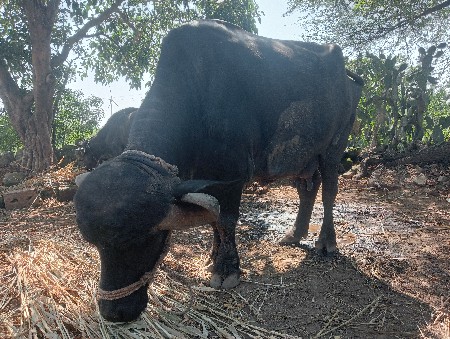 ભેસ બધી જવાબદારી થી વેયવાની છે