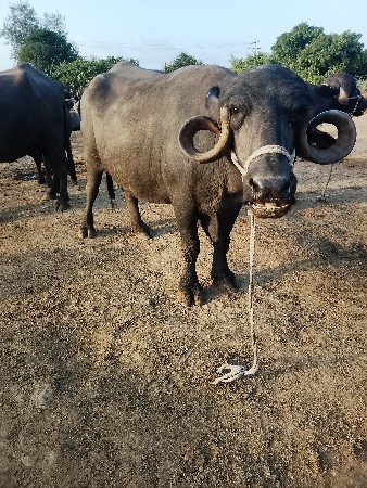 આ ભેંસ વેચવાની છે