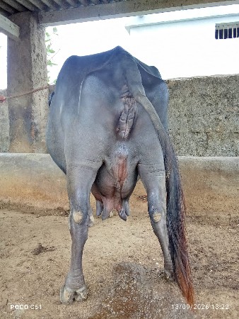 3વેતર છે