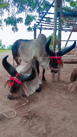 Sameer Raja 
Udaipur mein Dwarka