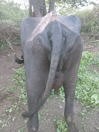 કિંમત 75