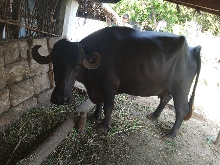 ભેંસો વેચવાની છે સાટાપણો ચાલે