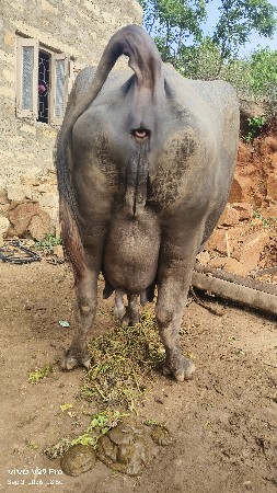 ભેંસ વેચવાની છે