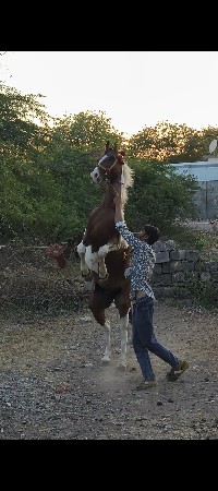 a ghodi pachi leva ni che