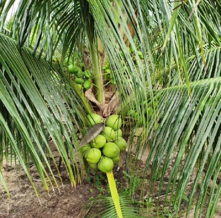 નારયણીના રોપ