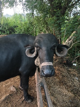 vechavani