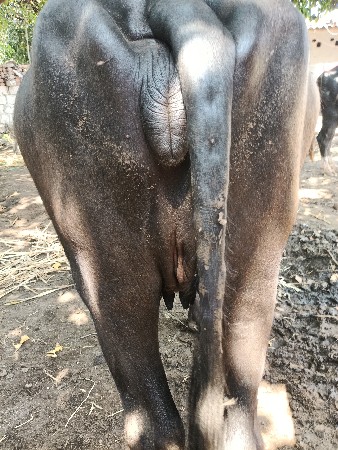 ખળેલી વેચવાની છે