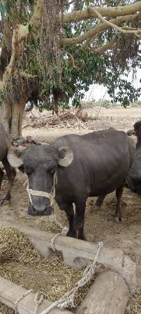 પેલૂ વેતર ખડેલી