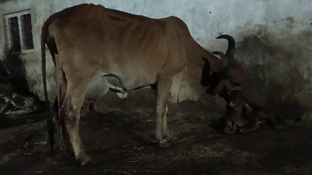 ગાય